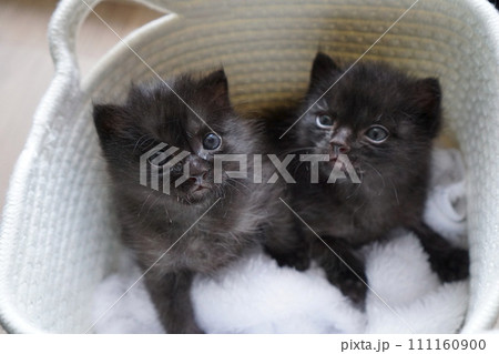 兄弟子猫 兄弟子猫 111160900