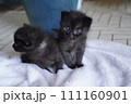 兄弟子猫 111160901