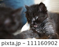 兄弟で遊ぶ子猫 111160902
