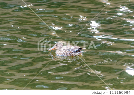 ハシビロガモ　雌 111160994