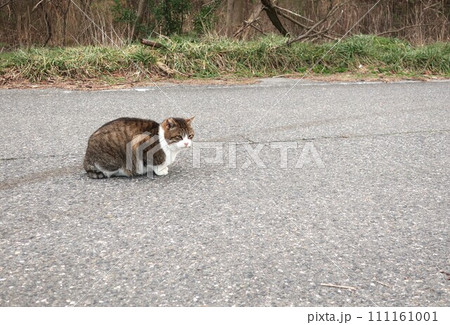 漁港の野良猫 111161001