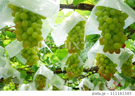 完熟前の甲斐路20220901 111161385