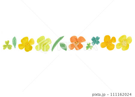 透明水彩絵の具で描いた横並びの菜の花と葉っぱと四つ葉&三つ葉のイラスト 透明水彩絵の具で描いた横並びの菜の花と葉っぱと四つ葉&三つ葉のイラスト 111162024