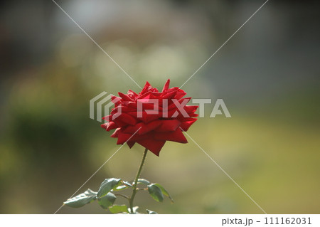 荒尾市　おもやい市民花壇　バラの花、 111162031