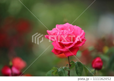 荒尾市　おもやい市民花壇　バラの花、 111162052