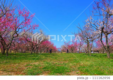 満開の梅　梅林　最上川　長井市 111162056