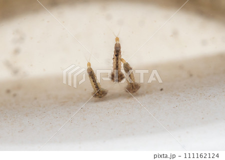 Mosquito larvae in stagnant water close up Mosquito larvae in stagnant water close up 111162124