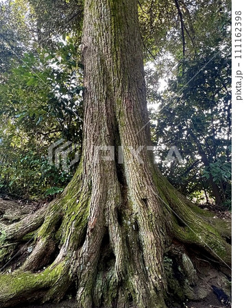 伊豆大島、椿トンネルの大木の根 伊豆大島、椿トンネルの大木の根 111162398