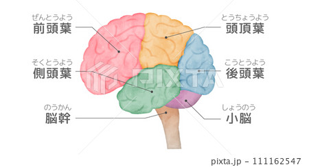 人間の脳の横から見たイラスト、側面図、色分けした脳、脳みその部位、解説、名称入り、水彩画風イラスト 111162547