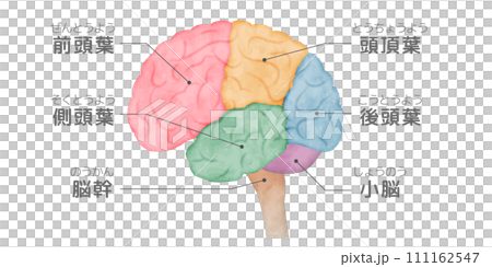 人間の脳の横から見たイラスト、側面図、色分けした脳、脳みその部位、解説、名称入り、水彩画風イラスト 人間の脳の横から見たイラスト、側面図、色分けした脳、脳みその部位、解説、名称入り、水彩画風イラスト 111162547