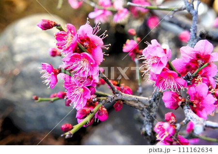ピンクが鮮やかな梅の花 ピンクが鮮やかな梅の花 111162634