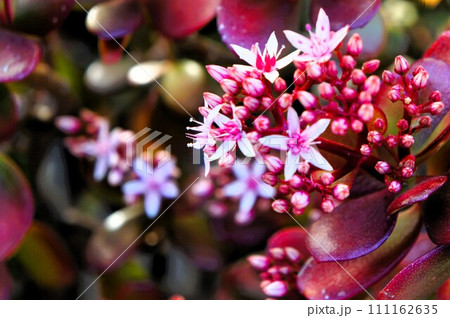 金のなる木の花 金のなる木の花 111162635
