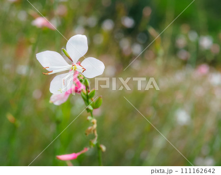 ガウラのクローズアップ 111162642