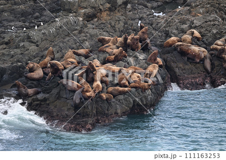 トド60（北海道） 111163253