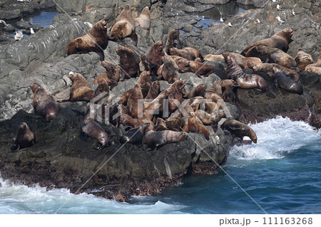トド69（北海道） 111163268