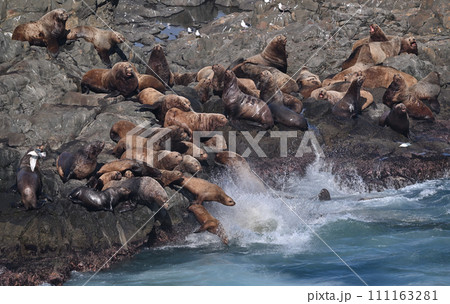 トド75（北海道） 111163281