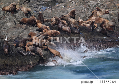 トド77（北海道） 111163284