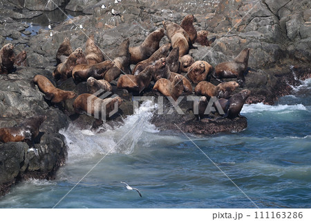 トド79（北海道） 111163286