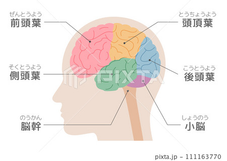 間の脳の横から見たイラスト、側面図、色分けした脳、脳みその部位、解説、名称入り 間の脳の横から見たイラスト、側面図、色分けした脳、脳みその部位、解説、名称入り 111163770