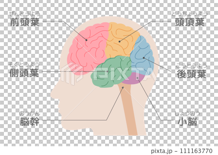 Illustration of the brain seen from the side, side view, color-coded brain, parts of the brain, explanations, and names included 111163770