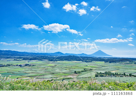 【高塚丘 (茶ばっけん丘)より開聞岳と一面の茶畑】 鹿児島県南九州市知覧町西元 【高塚丘 (茶ばっけん丘)より開聞岳と一面の茶畑】 鹿児島県南九州市知覧町西元 111163868