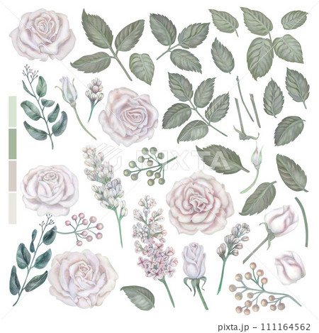 Watercolor white roses, green leaves, lilac, eucalyptus in a pastel palette in vintage style for wedding, Women's Day, Valentine's Day for template, clipart, wallpaper, scrapbooking, bouquet, wreath Watercolor white roses, green leaves, lilac, eucalyptus in a pastel palette in vintage style for wedding, Women's Day, Valentine's Day for template, clipart, wallpaper, scrapbooking, bouquet, wreath 111164562