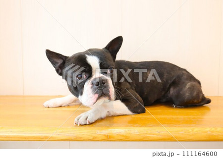 白い背景のベンチに伏せて可愛く見つめるボストンテリアのマイティ君♡ 111164600