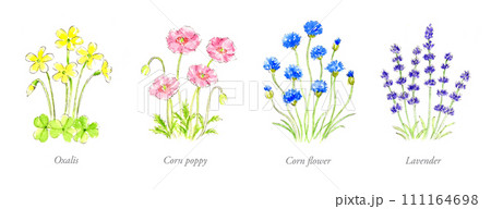 ワンポイントに使える花の手描き水彩イラスト 111164698