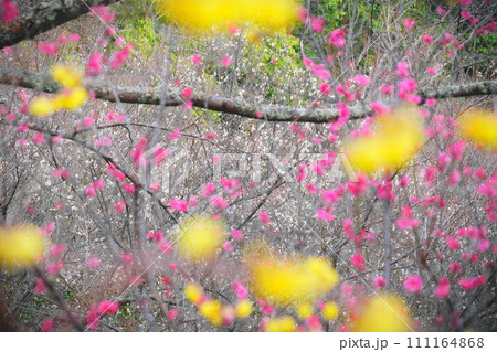 蝋梅、紅梅、白梅、三色の梅シャワー 蝋梅、紅梅、白梅、三色の梅シャワー 111164868