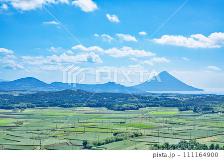 【高塚丘 (茶ばっけん丘)より開聞岳と一面の茶畑】 鹿児島県南九州市知覧町西元 111164900