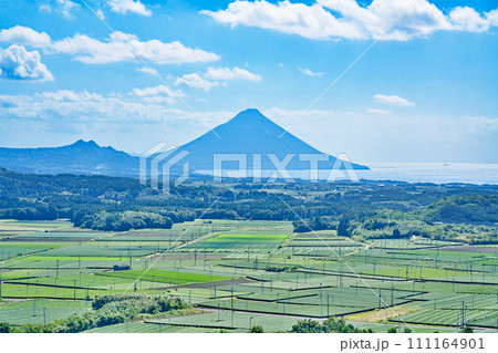 【高塚丘 (茶ばっけん丘)より開聞岳と一面の茶畑】 鹿児島県南九州市知覧町西元 111164901