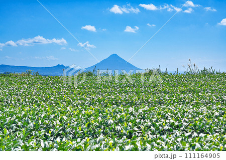 【高塚丘 (茶ばっけん丘)より開聞岳と一面の茶畑】 鹿児島県南九州市知覧町西元 111164905