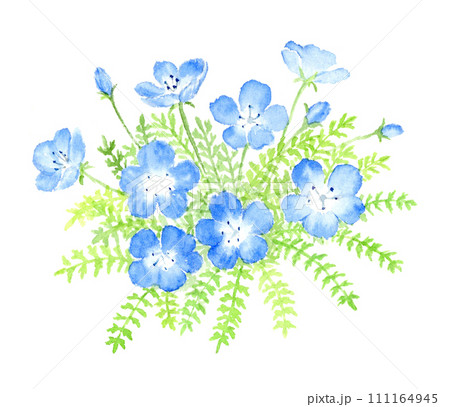 ネモフィラの水彩イラスト 111164945