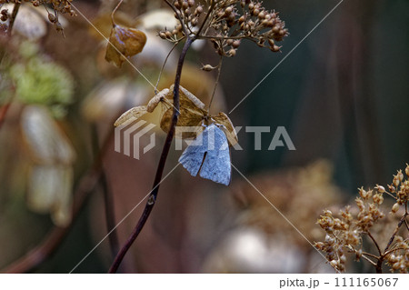 越冬蝶シジミチョウ科ウラギンシジミ♂ 111165067