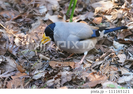 採餌行動中のイカル 111165121
