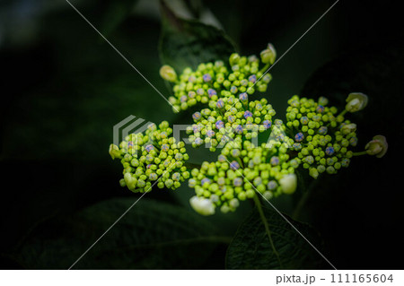 梅雨時の可愛らしい蕾～ガクアジサイ～ 111165604