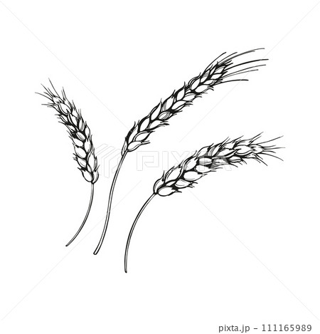 vector illustration of ears of wheat, hand drawn three branches of wheat, agriculture theme, black and white sketch of harvest theme isolated on white background vector illustration of ears of wheat, hand drawn three branches of wheat, agriculture theme, black and white sketch of harvest theme isolated on white background 111165989