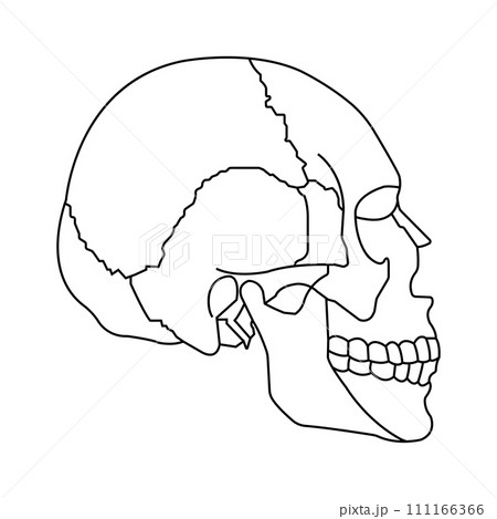 Human skull icon 111166366