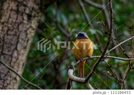 冬鳥　枝に止まるヒタキ科ジョウビタキ♂ 111166453