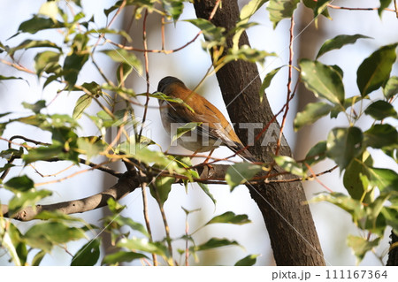 葉の付いた木の枝に止まるシロハラ 111167364