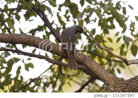 木の枝にとまるヒヨドリ 111167397