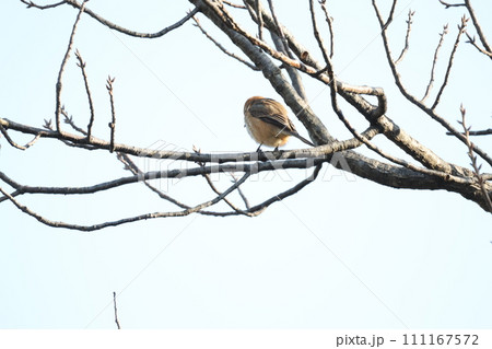 木の枝にとまるモズ 木の枝にとまるモズ 111167572
