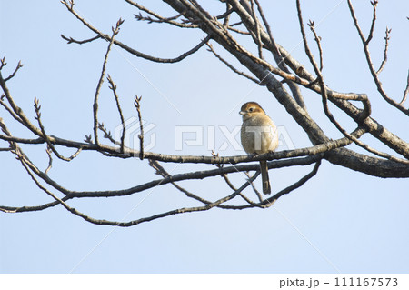木の枝にとまるモズ 木の枝にとまるモズ 111167573
