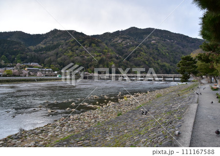 日本の春の京都　嵐山周辺の街並み　観光名所の渡月橋と桂川　満開の桜と美しい新緑 111167588