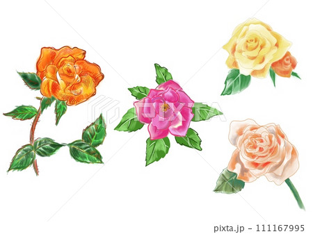 カラフルなバラの花のイラスト 111167995