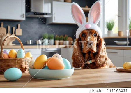 A happy cute English cocker spaniel dog in bunny ears in a kitchen. 111168031