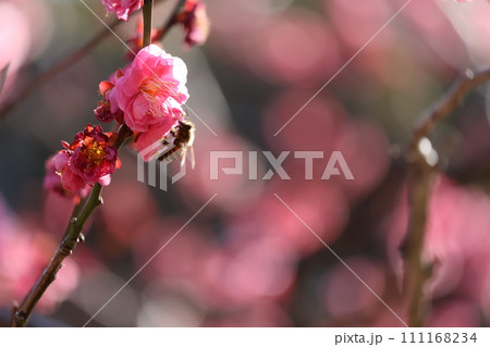 ミツバチと梅の花 111168234