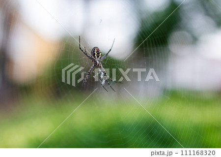 Argiope Bruennichi.poisonous wasp spider.the spider has woven a web and is waiting for its victim.beautiful drawing of a spider's web Argiope Bruennichi.poisonous wasp spider.the spider has woven a web and is waiting for its victim.beautiful drawing of a spider's web 111168320