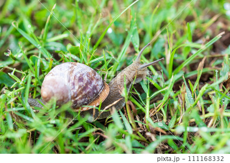 large snail. a snail crawls through green grass. snail close up, macro photography large snail. a snail crawls through green grass. snail close up, macro photography 111168332