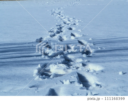 雪の足跡 111168399